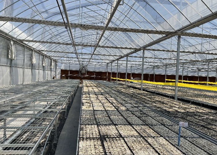 Multi Span Agriculture Greenhouse Sawtooth With Cooling System Nursery Seedbed System