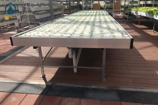 Green House Ebb And Flow Rolling Benches Medical Plants Nursery Hydro Flood