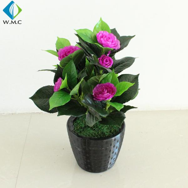 Small Camellia Bonsai Tree , Camellia Japonica Bonsai For Home Decoration