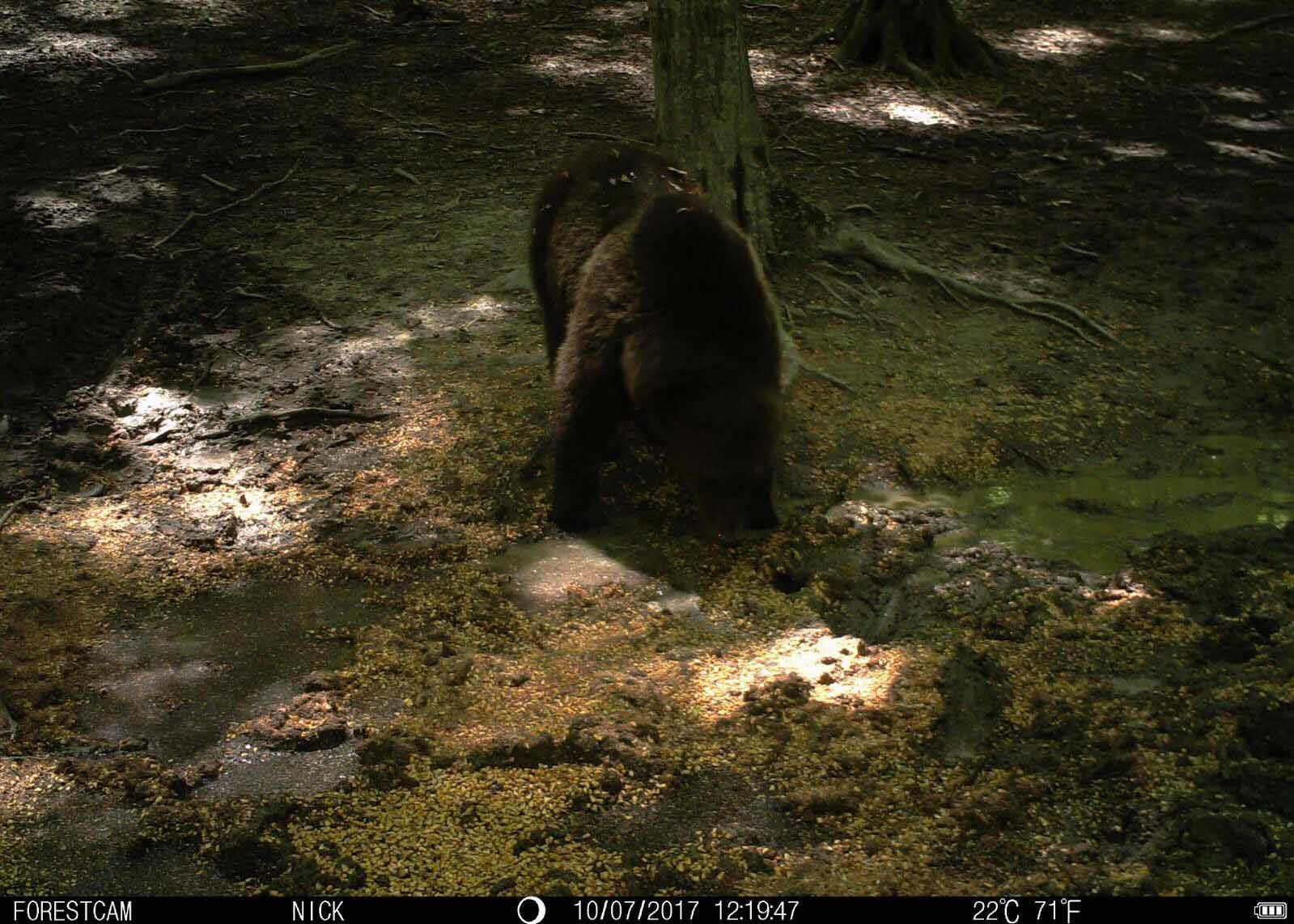 Entry Level Wireless Scouting Cameras High Definition Wildlife Monitoring
