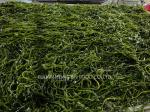 1 Year Shelf Life Kelp Kombu Sprouts Sea Vegetable Green Color Umami Taste