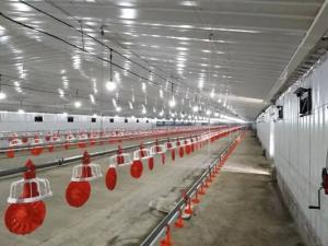China ODM Steel Structure Poultry House Chicken Coop Steel Frame Farm Building Customized Length factory