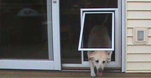 China 127-365cm Paw Proof Mesh , 9x9 Pet Resistant Window Screen factory