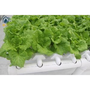China NFT Hydroponic Lettuce Hydroponic System With PVC Tube Hydroponic Setup factory
