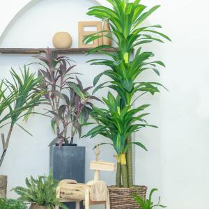 China Stunning 170cm Real Touch Dracaena Bonsai Plant For Landscaping factory