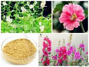 China Chinese manufacturer supply Althaea Officinalis Root Extract with competitive price, ISO Certified, 100% natural factory