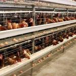 Corrosion Resistance Open House Battery Cage System , Durable Layer Farming Cage