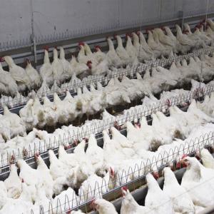 China Farming Equipment Poultry Pan Feeding System Automatic Breeder Parent Chicken Drinking on sale