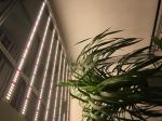 Spider Bar 3500K Samsung LM301H Dimmable LED Grow Lights