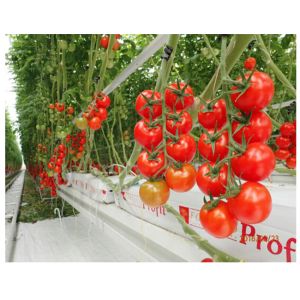 Agricultural Tomato Plant Greenhouse Covers Hollow PC Board For Against External