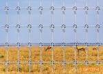High Tensile Fixed Knot Fence