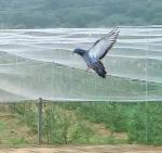 40 50 60 Mesh 125g Agriculture Greenhouse Anti Insect Net With Acceptable