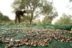 NET FOR OLIVE COLLECTION