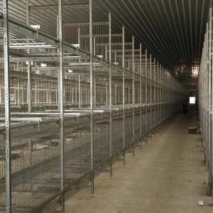 China 6 8 Tiers Pullet Layer Chicken Cage 17000 Eggs /H Collection Poultry Battery Cages factory