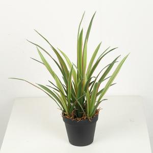 China High Simulation 45 CM 56 CM 65 CM Artificial Orchid Leaves factory