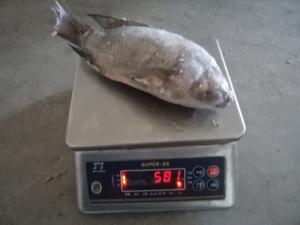 China Frozen Fish Gutted Scaled Tilapia factory