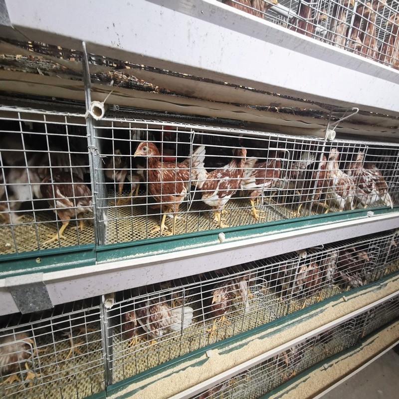 Kenya H Type 3 / 4 Layers Chicken Layer Cages Poultry Farm Breeding System