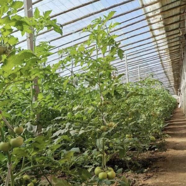 Hydroponics Sunlight Greenhouse