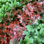 Customized Decorative Artificial Green Walls Plant Panel 20mm Plastic Foliage