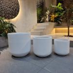 Wholesale Real Plant Display With Fiber Clay Planters Decoration