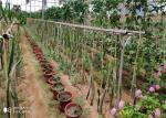 Vegetables / Fruits Agricultural Glass Greenhouse Strong Drainage Capacity