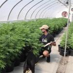 100% Shading Auto Light Deprivation Greenhouse Length 30-45ft