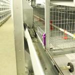 Hot Galvanized Wire Baby Chick Cage 264 Birds Capacity Silver White Color