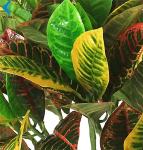 Indoor Landscape Artificial Bonsai Tree , Potted Codiaeum Variegatum Plant