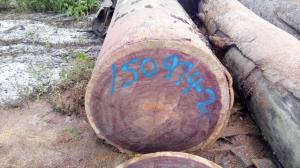 China Rot Resistance Purple Heart Logs 905 Kg / M3 3 - 5 Ft Trunk Diameter factory