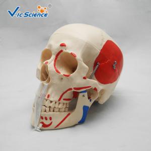China Simulation Training Anatomically Correct Skull VIC-104B Human Body Skull Life Size factory