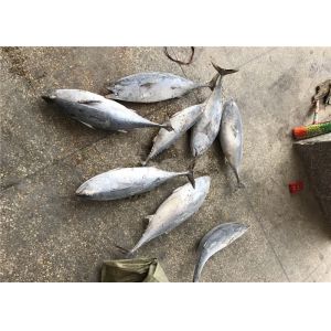 Auxis Thazard A Grade Tuna 3kg Frozen Bonito Fish