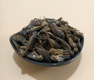China Stocked Dried Crickets with Mild Smell and 100% Natural Ingredient factory