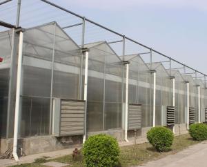 China Multi Span Polycarbonate Greenhouse factory