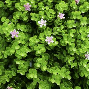China Outdoor Decorative Artificial Green Walls Panel G717 Flowers Grass Mixed 3D Plastic factory
