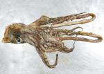 3-008 Equator Squid Tentacles Whole Neck On Chinese Ocean Vessels