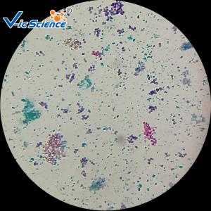 China Biological Specimens 100pcs Microscope Glass Slides factory