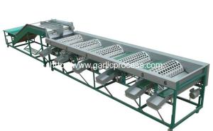 China Automatic Garlic Grader Machine for Sale factory
