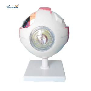 China Human Eyes Anatomy Teaching Model Human Eyeball Anatomical Model factory