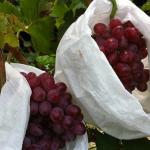 Nonwoven Grape Protection Bags