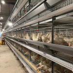 Fully Automatic Battery H Type Layer Chicken Cage For Laying Chicken Farms
