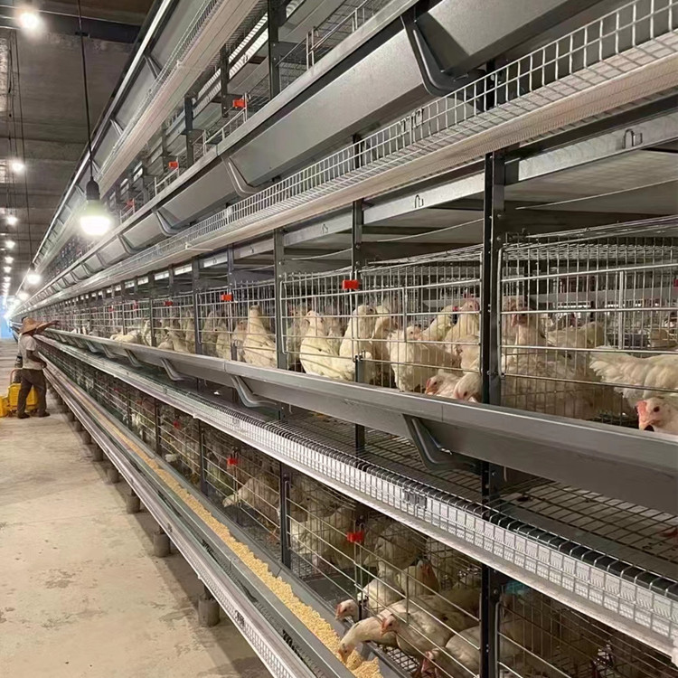 Q235 Steel Wire H Type Battery Cages Hot Dipped Galvanized 128 Birds 4 Tier