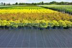 PP ground cover,weed barrier Fabrics, weed mat in strawberry garden, Agricultura