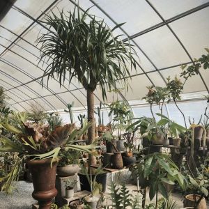 Vegetable Strawberry Greenhouse Large Size Package Size 50.00cm * 60.00cm * 50