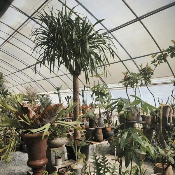 Vegetable Strawberry Greenhouse Large Size Package Size 50.00cm * 60.00cm * 50