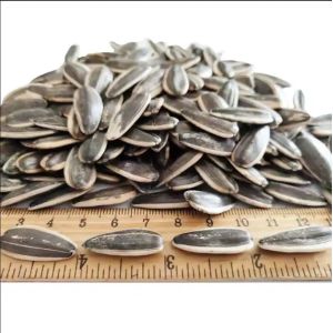 Enhance Your Snacking Experience with Natural Sunflower Seeds T5