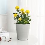 Wavy Surface Beaker 1.5L Bulk 15cm recycled plastic Resin Plant Pots