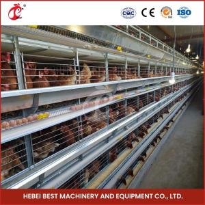 China 4 Cell Birds Chicken Cage System With Conveyor Belt For Chicken Farm Mia factory