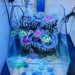 Sitting Room Fish Turtle Tank Aquarium Medium Sized White Glass Ecological Grass