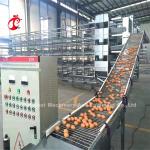 3 4 Tiers Automatic Layer Chicken Battery Cages For Laying Hens Mia