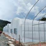 High Tunnel Single Span Tomato Hydroponic System Low Cost Plastic Greenhouse